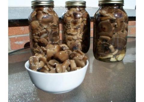 продам  грибы консервированные