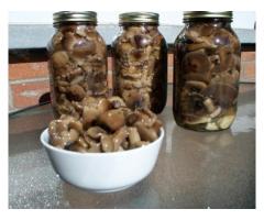 продам грибы консервированные
