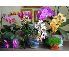 Домашние Орхидеи